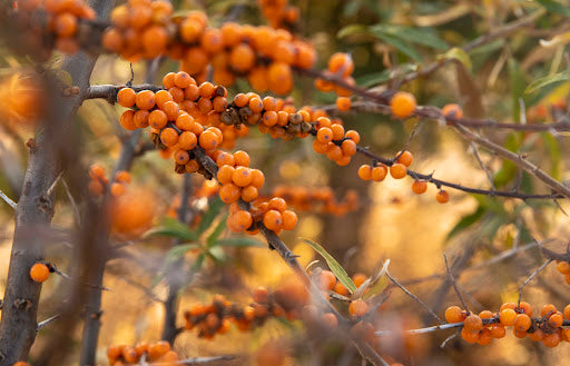 The "King of Vitamin C": How Tibetan Sea Buckthorn Fights Inflammation, Eczema, and Menopause Dryness